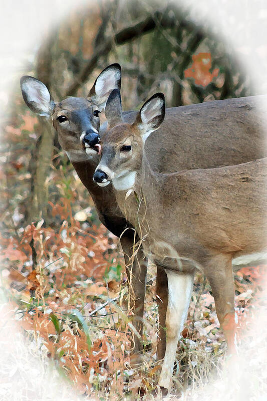 White Tail Deer Poster featuring the photograph Mother's Love by Lorna Rose Marie Mills DBA Lorna Rogers Photography
