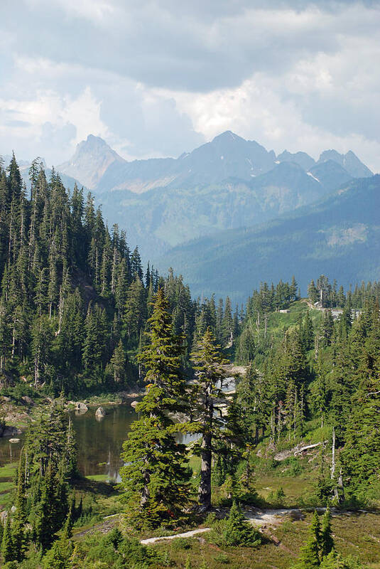 Evergreen Poster featuring the photograph Mount Baker Area Washington by Carol Eliassen