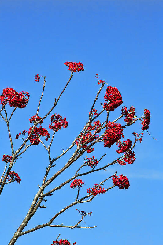 Mountain Poster featuring the photograph Mountain Ash and Blue Sky by Gregory Scott