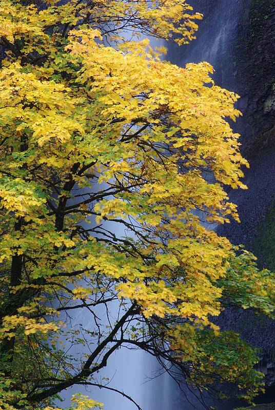 Multnomah Poster featuring the photograph Multnomah Falls Maple by Ken Dietz