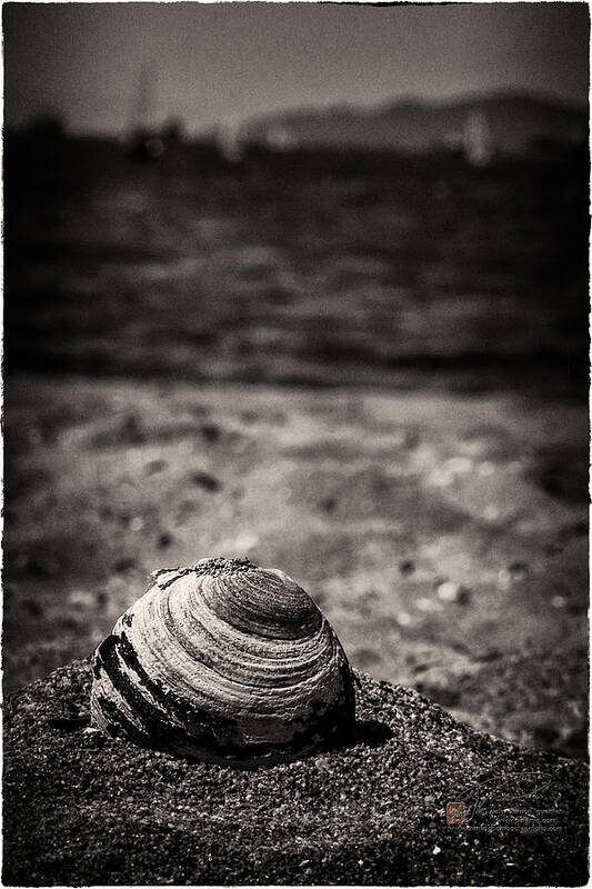 Beach View Poster featuring the photograph Mussel on the beach by Peter V Quenter