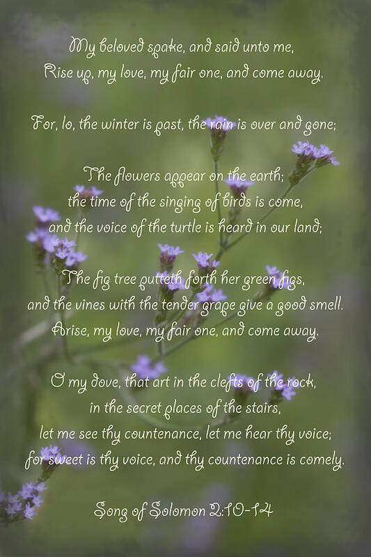 Song Of Solomon Poster featuring the photograph My Beloved Spoke - Purpletop Vervain Verbena bonariensis by Kathy Clark