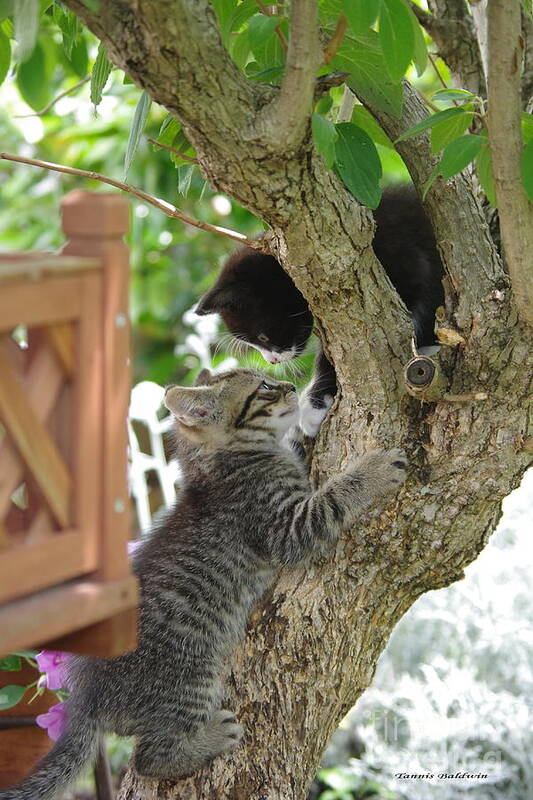 Kittens Poster featuring the photograph My Tree by Tannis Baldwin