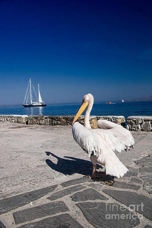 Mykonos Poster featuring the photograph Mykonos Pelican by David Smith