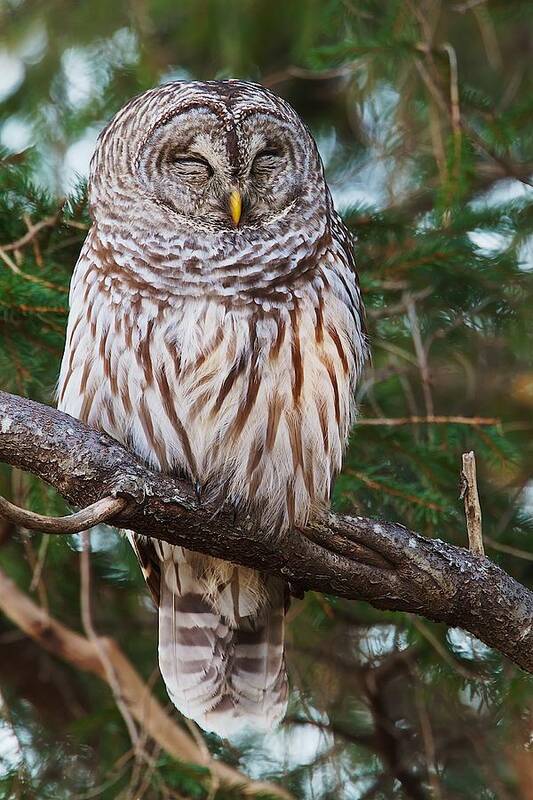 Owl Poster featuring the photograph Napping Barred Owl by Dale J Martin