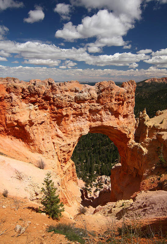 Bryce Poster featuring the photograph Natural Bridge in Bryce CanyonNational Park by Jean Clark