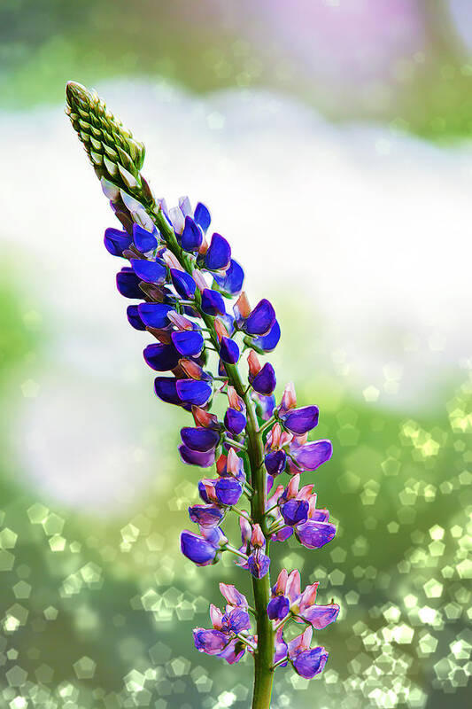 Flower Poster featuring the photograph Nature's Magic by Bill and Linda Tiepelman