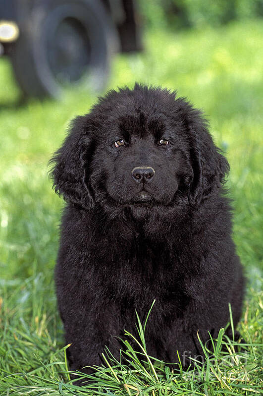 Dog Poster featuring the photograph Newfoundland Puppy Dog by Rolf Kopfle