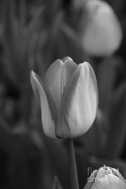 Black And White Poster featuring the photograph Tulip fest by Jeffery L Bowers