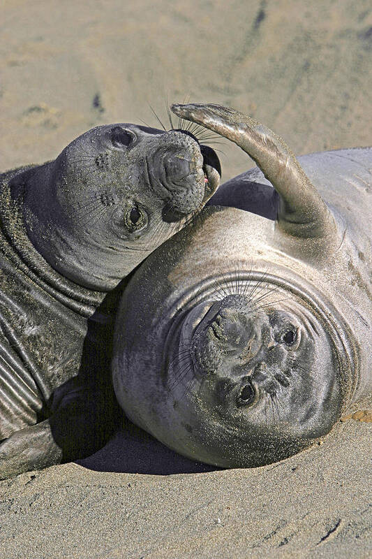 Animal Poster featuring the photograph Northern Elephant Seal Pups by Richard Hansen