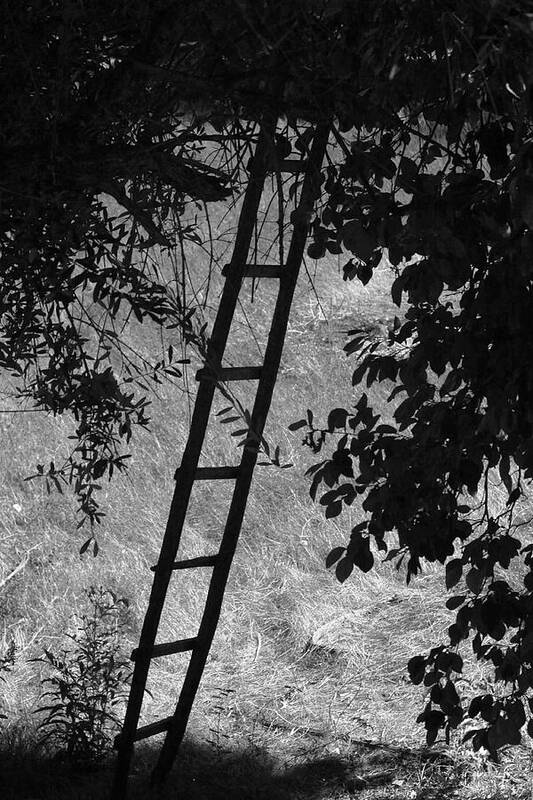 Ladder Poster featuring the photograph Not A Corporate Ladder by Kandy Hurley