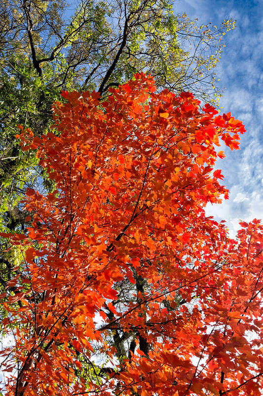 Fall Poster featuring the photograph November Maple by Kathleen Bishop