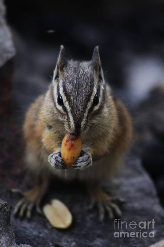 Squirrel Poster featuring the photograph Nuts by Alyce Taylor