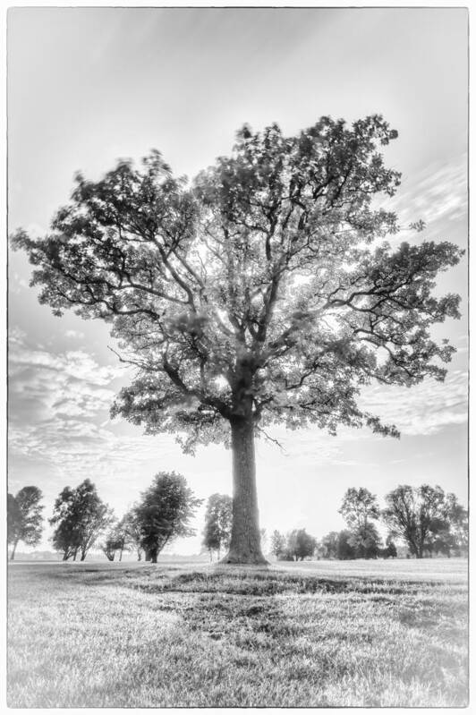 Blue Hour Poster featuring the photograph Oak Tree BW by Jakub Sisak