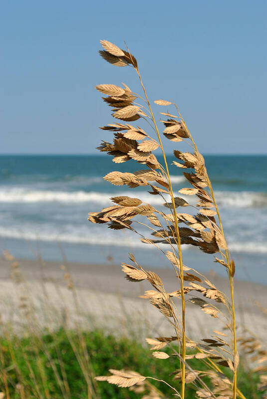 Sea Oats Poster featuring the photograph Ocean Breeze by Kelly Nowak