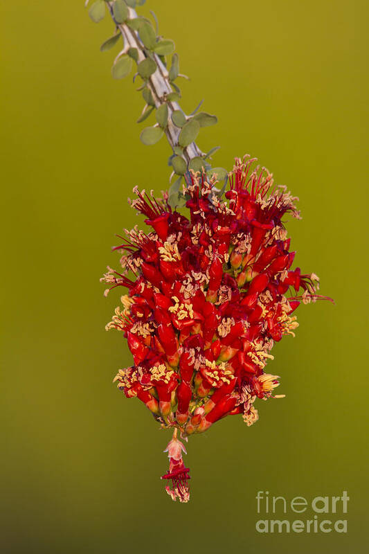 Plant Poster featuring the photograph Ocotillo flower by Bryan Keil