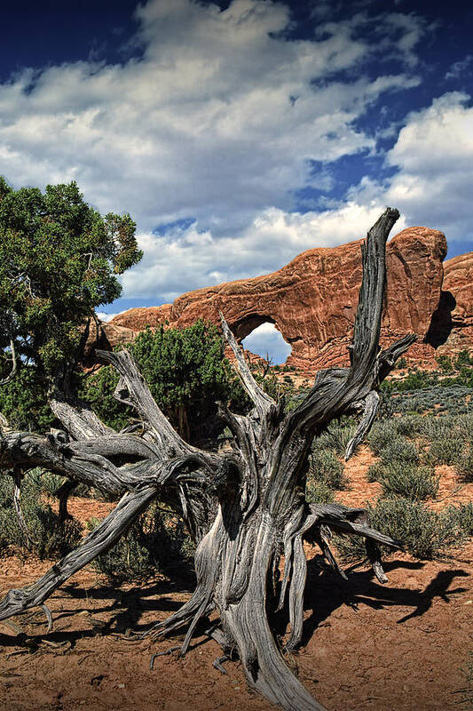 Utah Poster featuring the photograph Old Juniper Tree Stump and Arch Rock Formation in Arches National Park by Randall Nyhof