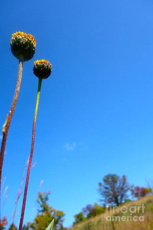 Flowing Poster featuring the photograph On The Prairie #9 by Jacqueline Athmann