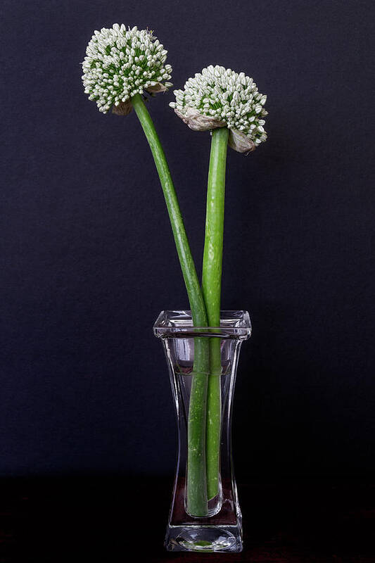 Vase Poster featuring the photograph Onion Flowers by Carol Wood