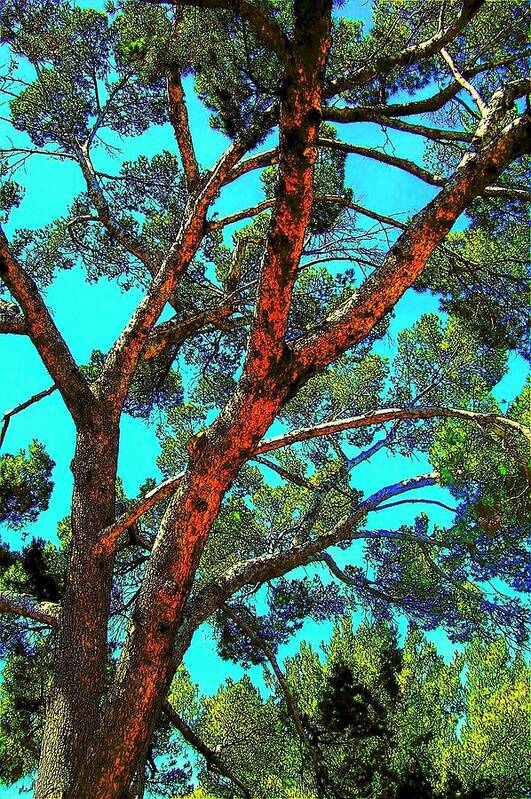 Trees Poster featuring the photograph Orange And Turquoise by Jodie Marie Anne Richardson Traugott     aka jm-ART