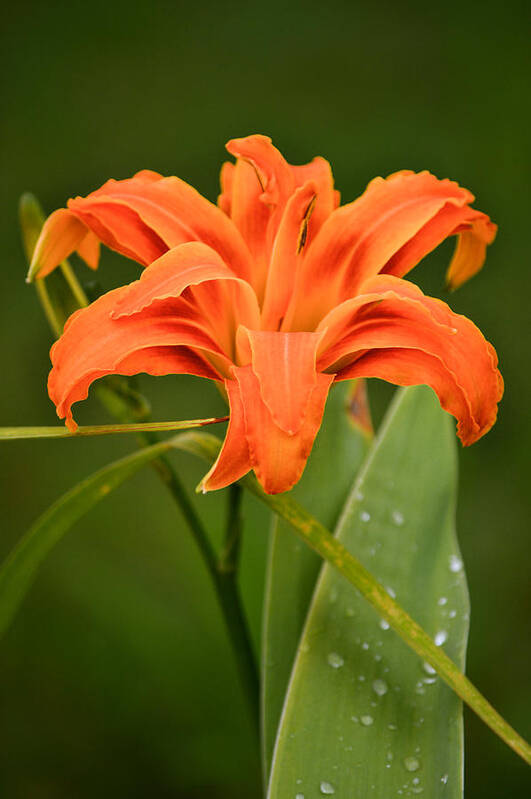 Orange Daylily Poster featuring the photograph Orange Daylily by Parker Cunningham