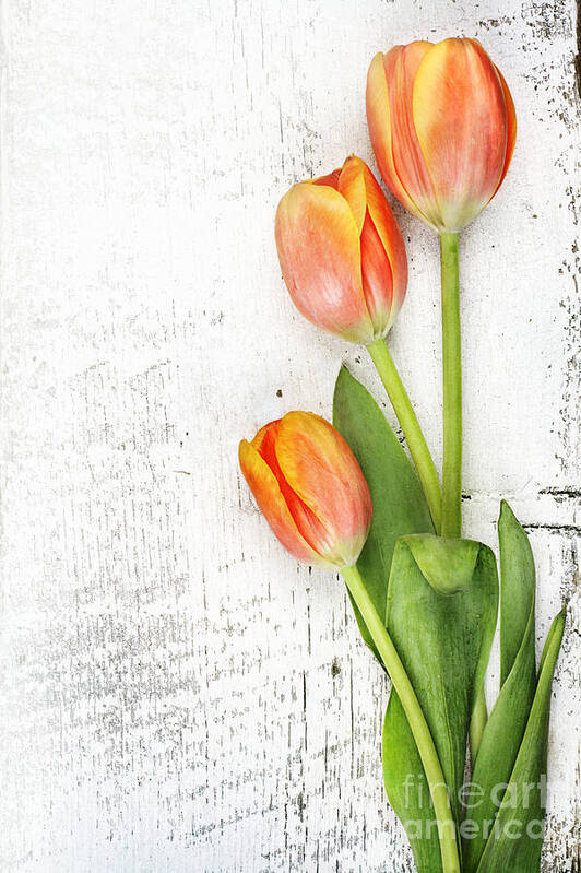 Tulip Poster featuring the photograph Orange Tulips by Stephanie Frey
