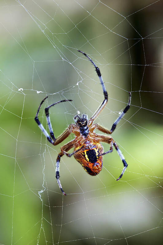 537039 Poster featuring the photograph Orb-weaver Spider Panama by James Christensen