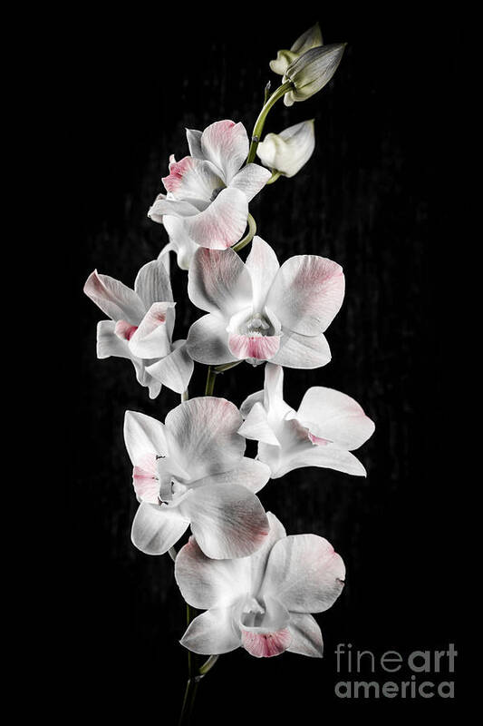 Orchid Poster featuring the photograph Orchid flowers on black by Elena Elisseeva