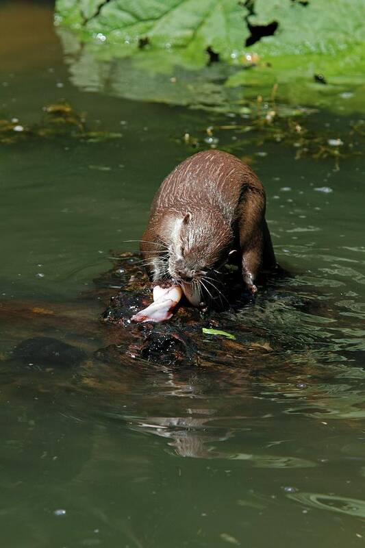 Oriental Small-clawed Otter Poster featuring the photograph Oriental Small-clawed Otter Feeding by Chris B Stock/science Photo Library