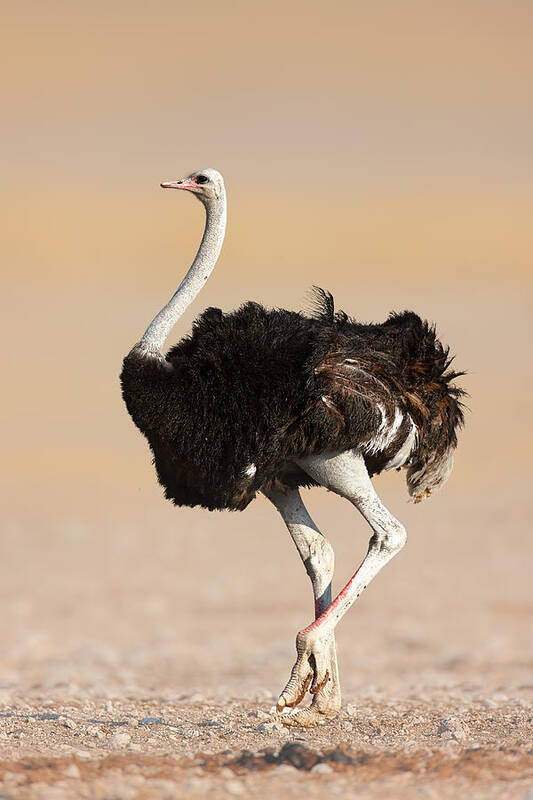 Wild Poster featuring the photograph Ostrich by Johan Swanepoel