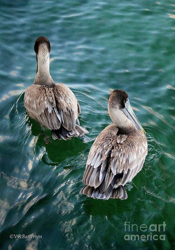 Pelicans Poster featuring the photograph Out for a Swim by Veronica Batterson