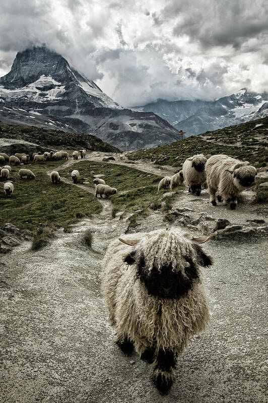 Sheep Poster featuring the photograph Out Of My Way by Susanne Landolt