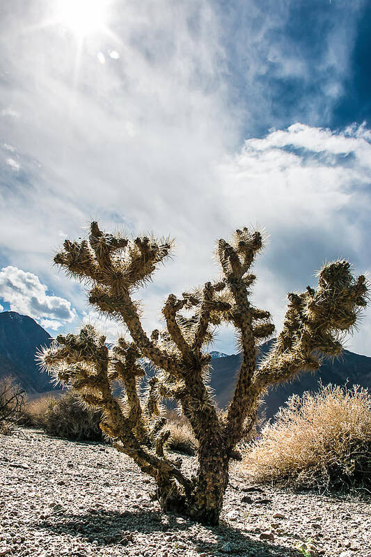 2014 Poster featuring the photograph Owens Valley Cholla by Jan Davies