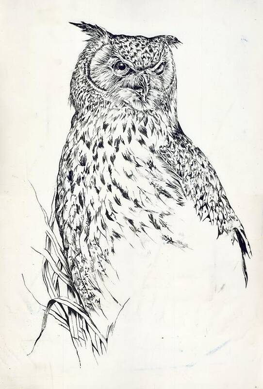 Owl Poster featuring the drawing Owl Drawing by Alfred Ng