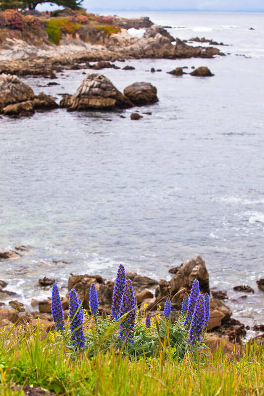 Shoreline Poster featuring the photograph Pacific Grove Coastline by Melinda Ledsome