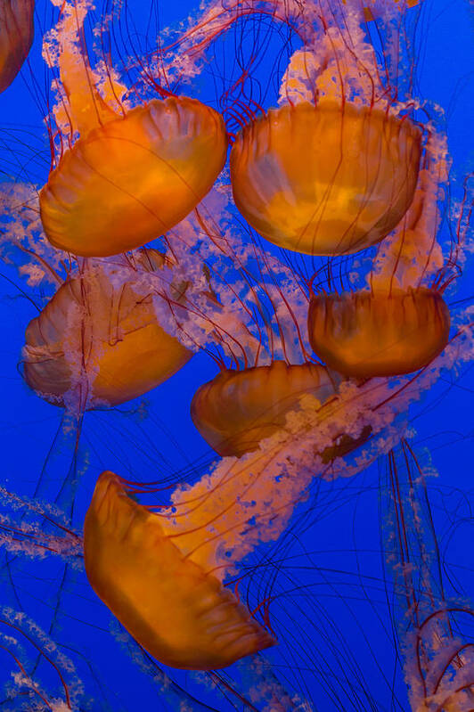 Jellyfish Poster featuring the photograph Pacific Sea Nettle Cluster 2 by Scott Campbell