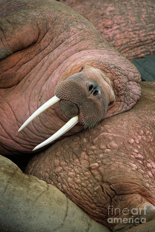 00344073 Poster featuring the photograph Bull Walrus on Round Island by Yva Momatiuk and John Eastcott