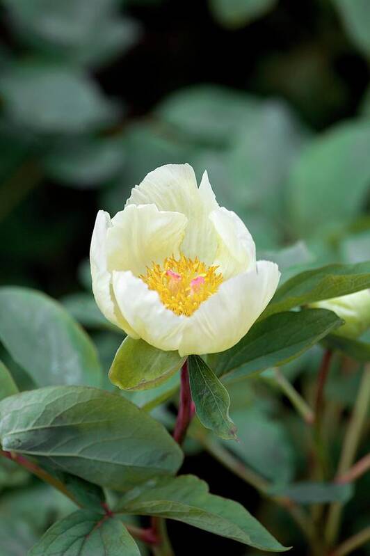 Caucasian Peony Poster featuring the photograph Paeonia Mlokosewitschii by Sam K Tran/science Photo Library