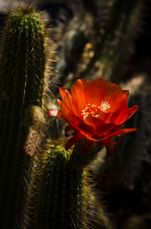 Red Torch Cactus Poster featuring the photograph Paint it Red by Saija Lehtonen