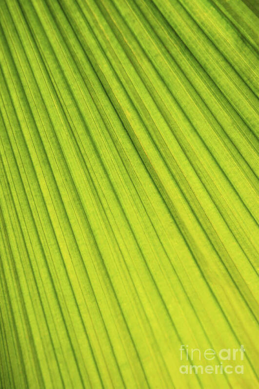 Palm Poster featuring the photograph Palm tree leaf abstract by Elena Elisseeva