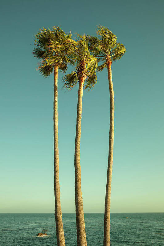 Tranquility Poster featuring the photograph Palm Trees By The Pacific Ocean by Beth D. Yeaw
