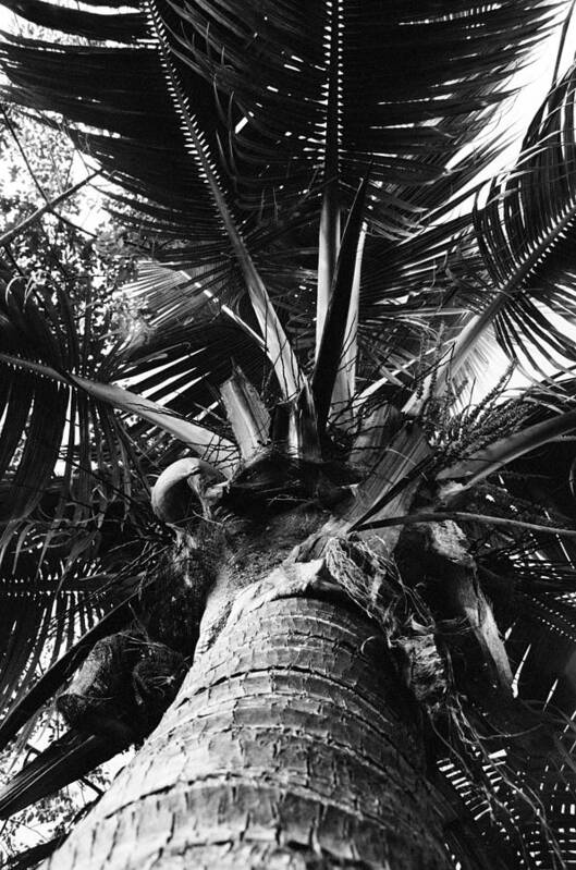 Konica Poster featuring the photograph Palm by William Wetmore