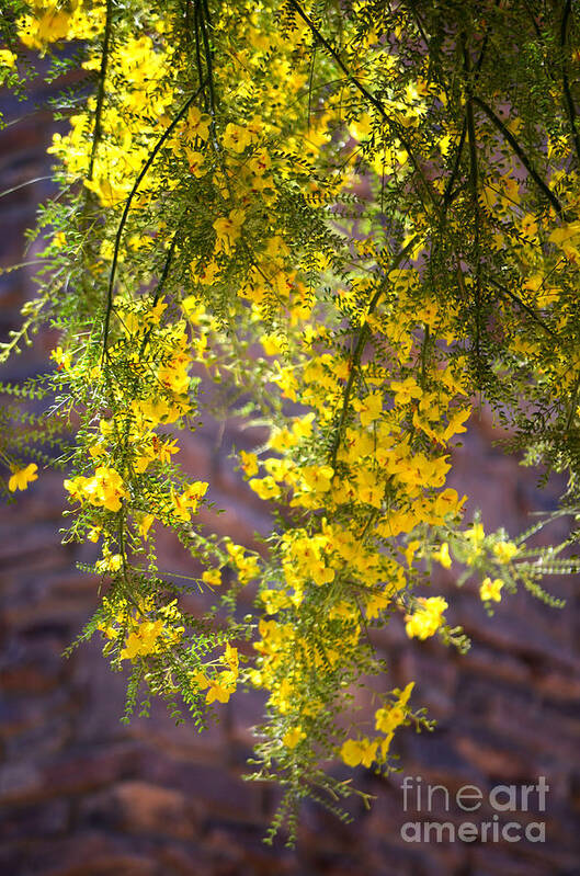 Palo Verde Tree Poster featuring the photograph Palo Verde Blossoms by Deb Halloran
