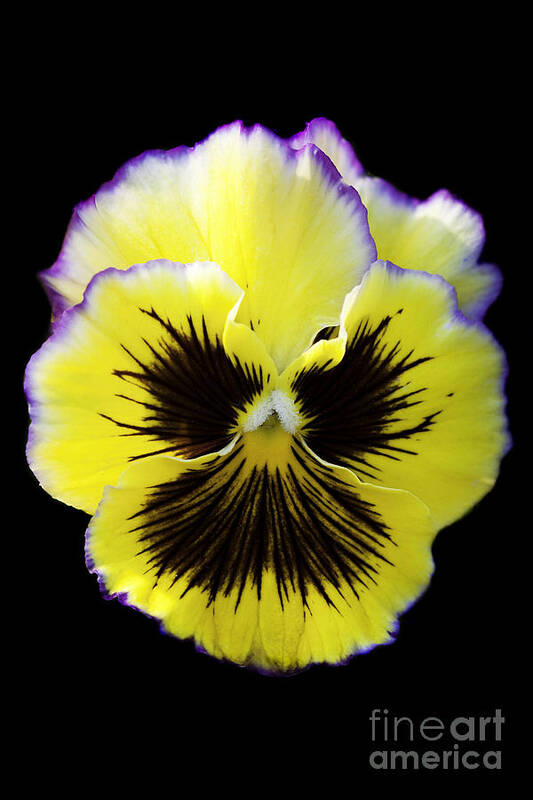 Pansy Poster featuring the photograph Pansy by Patty Colabuono