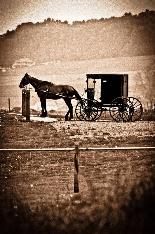 Horse Poster featuring the photograph Parked buggy by Sarah Cafaro 