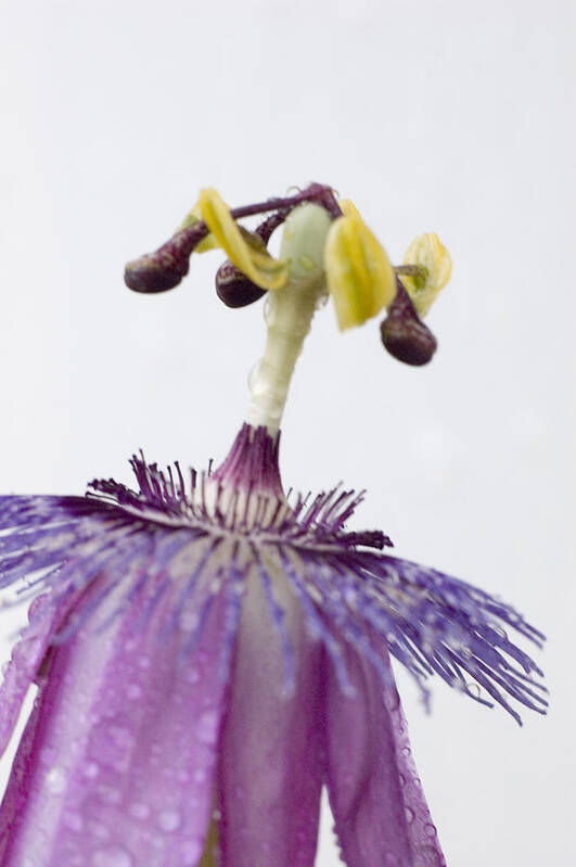 Passiflora Poster featuring the photograph Passion Flower by Robert Culver