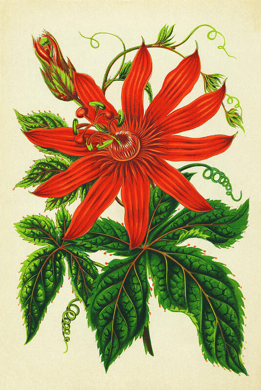 Passion Flower Poster featuring the photograph Passion Flower by Sheila Terry