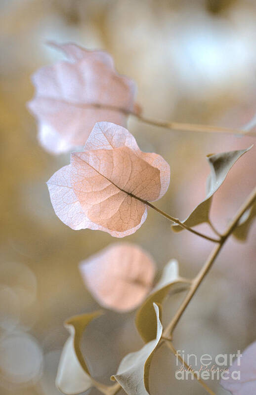 Macro Poster featuring the photograph Pastel Petals by Julie Palencia