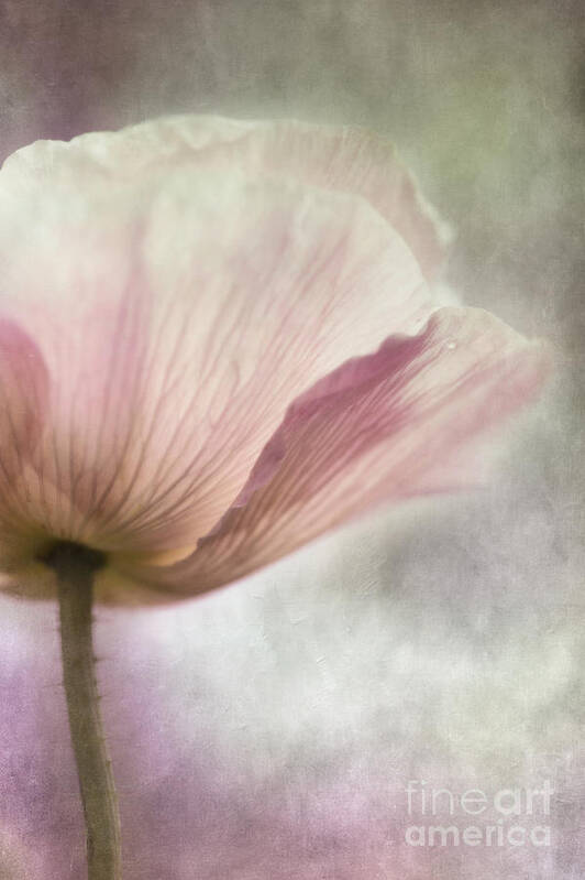 Poppy Poster featuring the photograph Pastel Pink Poppy by Priska Wettstein