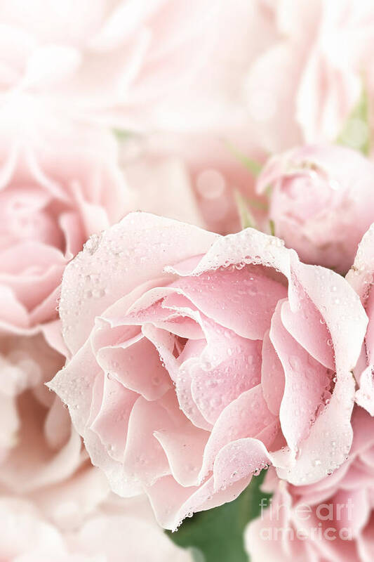 Tea Rose Poster featuring the photograph Pastel Pink by Stephanie Frey